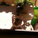 Illustration for article titled This Stupid Shutdown and Kitten Update
